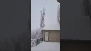 Huge snowflakes ❄️ and cold birds 🐦