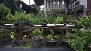 Chiang Dao Bonsai House - Quiet Growth, Patient Hands [4K]