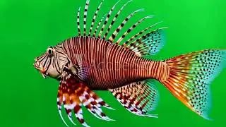 A lion fish swimming on green background green screen animated chromakey background figure
