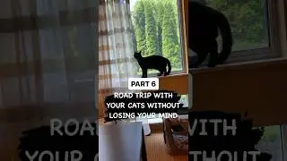 We moved across country with FOUR cats in tow & little to no fuss from any of them. Here&rsquo;s how!