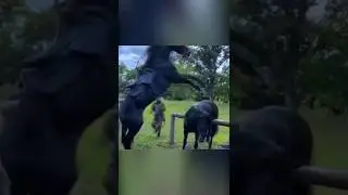 Brutal fight of wild horses