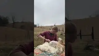 Shearing a Giant Angora rabbit