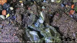 RARE BATTLE: Mantis Shrimp Saves Cleaner Shrimp from Crab Attack!