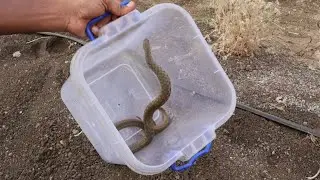 ढोरिया सांप, Water Snake Rescue | Checkered Keelback Snake | पानदिवड साप