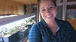 Seed Room Tour and Seedling Update!👩‍🌾🌱