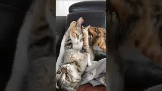 🐱 Laugh-Out-Loud Cats! 🐱🤣 Best of Feline Comedy Compilation 🎥🐾 #cute #funny #70