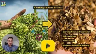 Silage with Passion Ep.4  Silage Inoculants