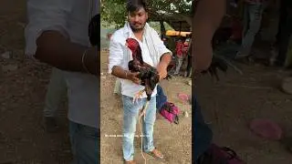 Teekar Bird.. Pedana Sai gari bird /big winner/ #trending #పందెంకోడి #teekar