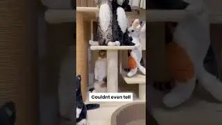 cat is great at hiding #cat #cats #catsofinstagram #catshorts #cutecatshorts #cutecatsbaby