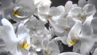 Clinique Pr&eacute;sente Aromatics In White