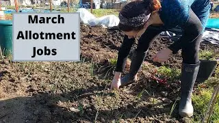 March Allotment Jobs - Allotment Gardening For Beginners