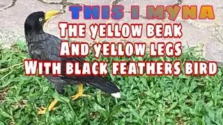 THE YELLOW BEAK BIRD. ANYONE KNOW THE NAME?