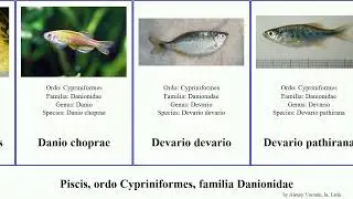 Piscis, ordo Cypriniformes, familia Danionidae fish brucei leonardi striata taenia insignis Pangio