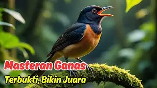 Gabungan ocehan murai batu + kretekan murai batu memancing emosi untuk Hasil Maksimal!