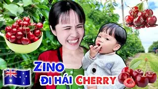 ZINO ĐẠI NÁO NÔNG TRẠI CHERRY TẠI ÚC | CHERRY HILL ORCHARD - VÊ VÊ CHANNEL