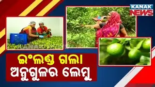 Odisha's Angul Lemons Find Success in the UK Market
