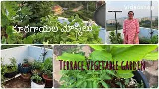 మా apartment terrace మీద vegetable garden 🪴 || organic #teluguvlogs #india #vegetables #gardening