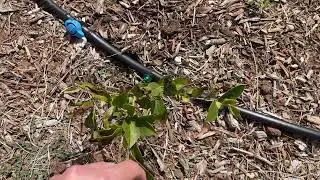 Blueberries Dying in Texas Hill Country Soils Month 4