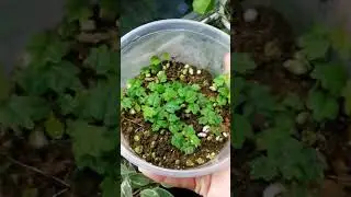 ficus Pumila Quercifolia (фикус дуболистный) #ficus#flowers#kow