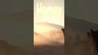 &laquo;AY YOLA - Homay&raquo; Remix #homay #remix #music #ayyola #shorts #horses #electronicmusic #хомай #музыка