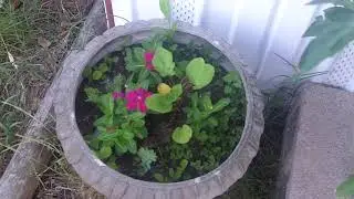 garden tour june 14th 2020 -  kodak ZI8