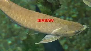 AROWANA FISH FOR GOODLUCK AND PROTECTION!!!