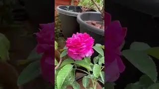 Damask rose. Highly fragrant. #roses #rosegardening #gardeningplants #india #gardening #roses