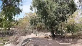 Menindee Lakes Burke and Wills Free Camp NSW Lake Pamamaroo Parmaroo. Dog friendly. Masses of carp