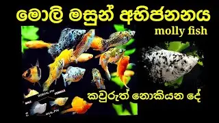 moliy fish niwasadima amathara adhayamak /fish breeding / sakku mukku new
