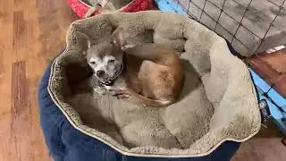 Inside with the little ones at The Roland Senior Dog Rescue Gang