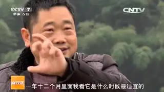 20160301 科技苑  菜刀疯砍后 桑黄出来了