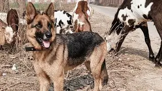 Exploring New Pastures! 🗺️🐕 | Grazing My Herd in a Different Village with My German Shepherd 🐐