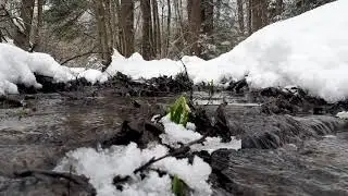 Gentle sounds of  spring stream