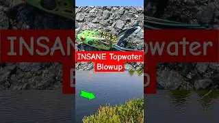 SNAKEHEAD Topwater Blowup #snakehead #fishing #shorts