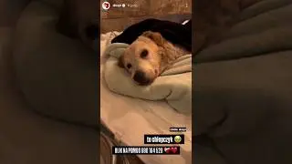 Walka o niego wciąż trwa 😥❤️ #dog #dioz #help #shorts