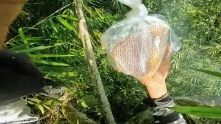 Traditional Honey Hunting Skills Wild Honey Collection in Southeast Asian Forests