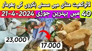 Lalukhet Bakra Mandi 21 April 2024 | Lalukhet Bakra Mandi Latest Update Today | Bakra Mandi 2024
