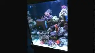 Robo Snail aquatics live 2012
