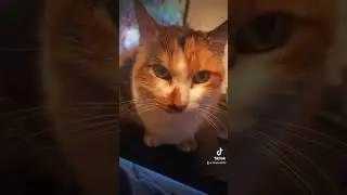 Love #cats #catsofinstagram #catlover #cat #catstagram #instacat #vacation #catvideos #dedication