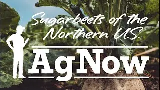Sugar Beets: The Sweet Giants of the Northern States - AgNow Roundup Nov. 28, 2023
