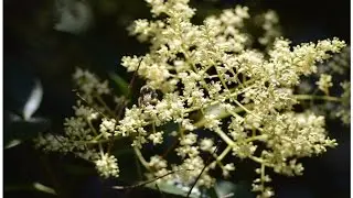 ALIGUSTRE (Ligustrum vulgare) ARBOLES Y ARBUSTOS