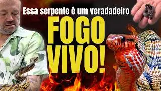 NÃO ACREDITO QUE ISSO EXISTE! A SERPENTE MAIS IMPRESSIONANTE DO BRASIL! 😱