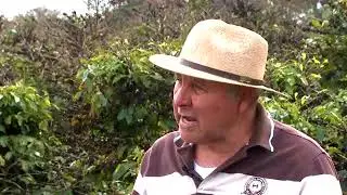 Os 40 anos da geada negra nos cafezais paranaenses