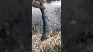 Ловля на мертвую наживку, заморозьте повторно, если у вас ничего не клевало. #щуколов #мертваянаж...