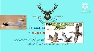 mix duck gadwall coot North shoveler duck hunting call voice sound مڪس پکين جو آواز