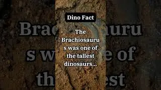 The Brachiosaurus was one of the tallest dinosaurs  #randomfacts #dinofacts