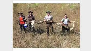 Reptiles Notes | BIO 104