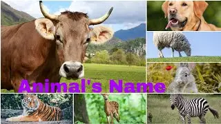 write Animal's name/ Animal's Name in English and Hindi |जानवरों के नाम 🐱🐶🐴 #forkids#Basantipoems