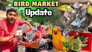 Lalukhet Bird Market Update 🦜 | New Cockatiel Baby Added to My Family! 😍