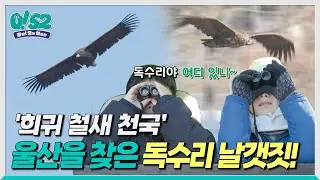 ubc 윱씨 / '희귀 철새 천국’ 울산을 찾은 독수리 날갯짓! [생방송 0!52]